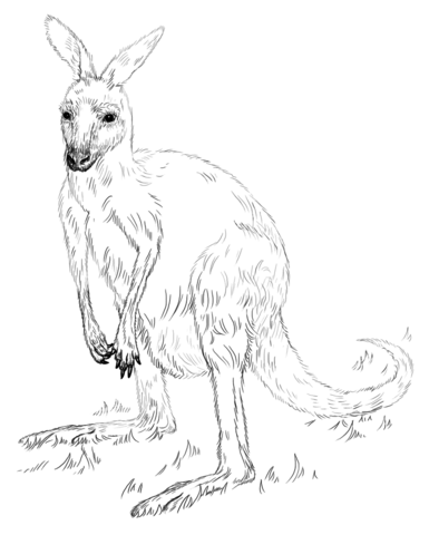 Eastern Grey Kangaroo Coloring Page